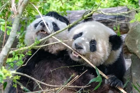 Young giant panda Stock Photos