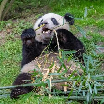 Young giant panda Stock Photos