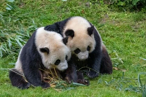 Young giant panda Stock Photos
