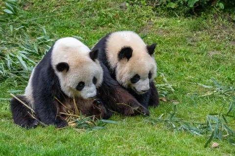 Young giant panda Stock Photos