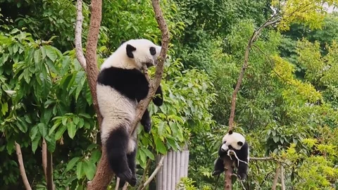 Young giant panda sleeping on a tree in Chengdu, China Video stock 138895641