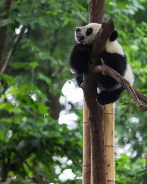 Young giant panda sleeping on a tree in Research Base of Giant Panda Breeding Stock Photos