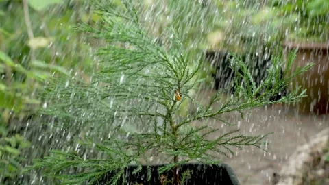 Young Giant Sequoia Tree Being Watered in Slow Motion 動画素材 313433182