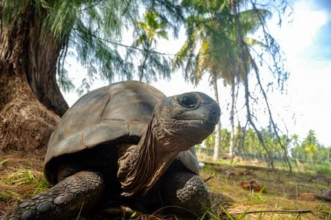 Young Giant turtle on the wild Stock Photos