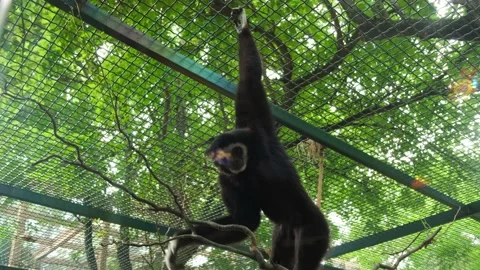 A young Gibbon Stock Footage 137654134