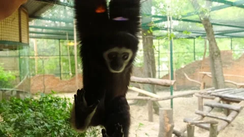 A young Gibbon Stock Footage 137654185