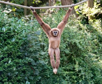 Young gibbon monkey Stock Photos