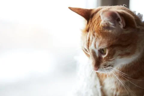 A young ginger cat on the background of the window Stock Photos