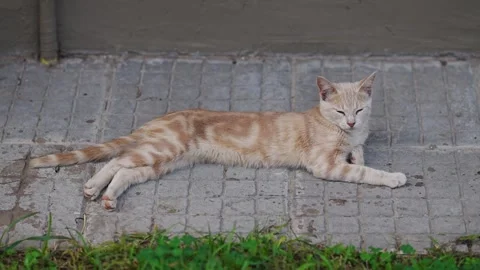 Young ginger cat being lazy, eyes closed Stock Footage 345619698