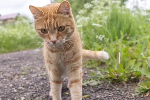 Young ginger cat on a dirt path to a rural house Stock Photos
