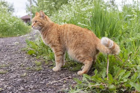 Young ginger cat on a dirt path to a rural house Stock Photos