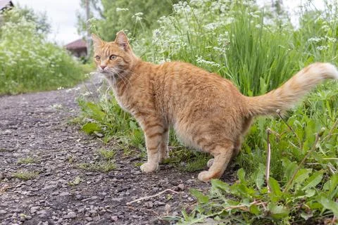 Young ginger cat on a dirt path to a rural house Stock Photos
