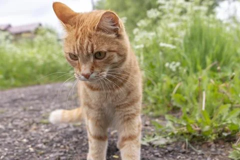 Young ginger cat on a dirt path to a rural house Stock Photos