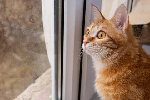 Young ginger cat looking out through a glass window pane Foto stock