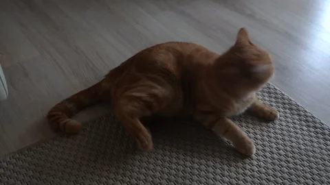 A young ginger cat plays on the floor. An active ginger cat. Stock Footage 319910592