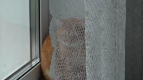 A young ginger cat sits on the windowsill near the window. Video stock 319910786