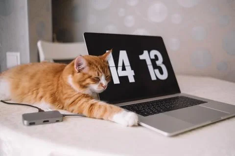 Young ginger cat sleep on table near with laptop. Smart handsome kitten dream Stock Photos
