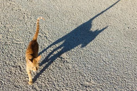 Young ginger cat walks empty asphalt street from camera into distance with tail Stock Photos