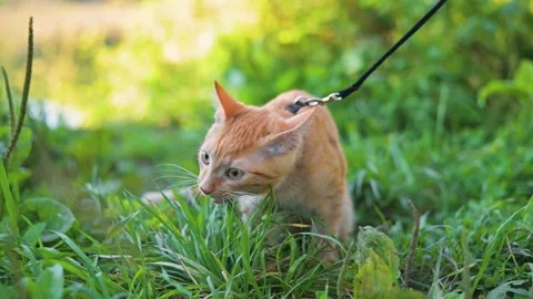 A young ginger cat walks on a leash through a grassy area, the kitten eats grass Stock Footage 345878425