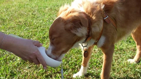 Young ginger dog drinking water from a portable travel bottle during a walk Stock Footage 285415094