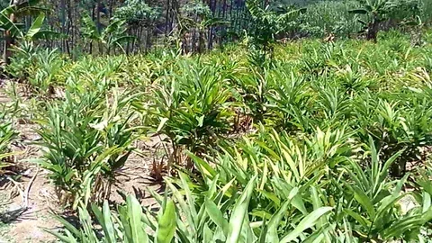 Young ginger field at day time on the mountain Stock Footage 120669530