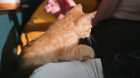 A young ginger kitten explores its surroundings while receiving attention from a Vídeos de archivo 344451185