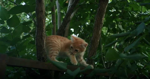 Young ginger kitten is playing with his parents. Stock Footage 206262506