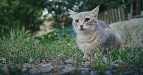 Young ginger kitten is playing with his parents. Vídeos de archivo 206266640