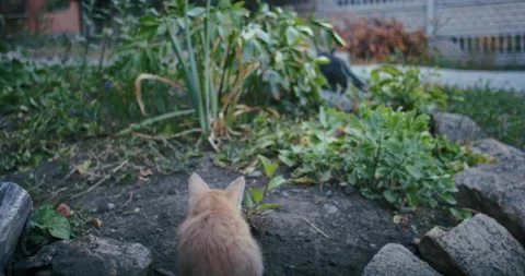 Young ginger kitten is playing with his parents. Stock Footage 206270645