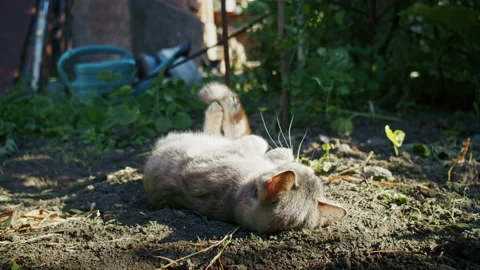 Young ginger kitten is playing with his parents. Stock Footage 206277904