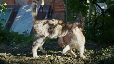 Young ginger kitten is playing with his parents. Stock Footage 206299363