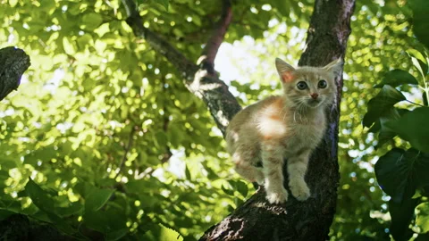 Young ginger kitten is playing with his parents. Stock Footage 206412700