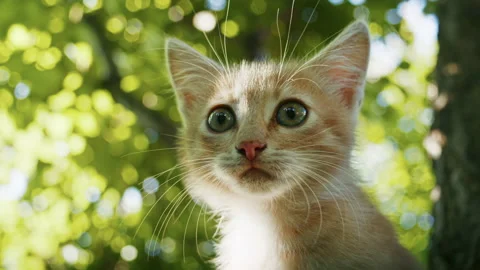 Young ginger kitten is playing with his parents. Stock Footage 207838932