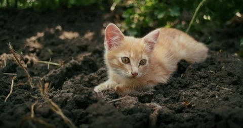 Young ginger kitten is playing with his parents. Stock Footage 207844975