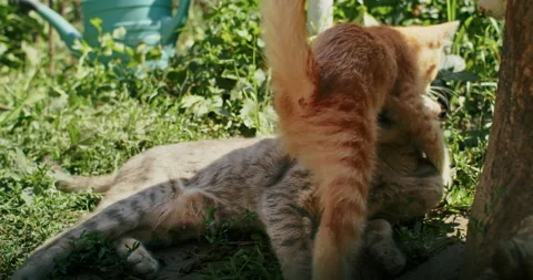 Young ginger kitten is playing with his parents. Stock Footage 207854436