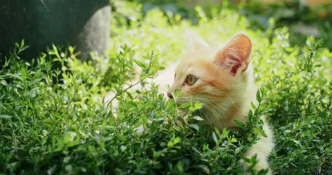 Young ginger kitten is playing with his parents. Vídeos de archivo 207856887