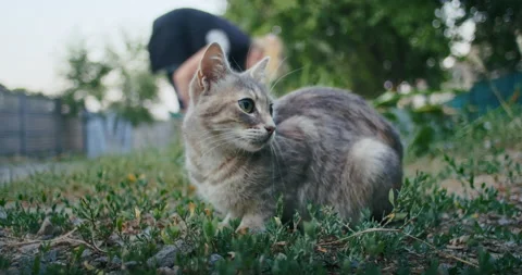 Young ginger kitten is playing with his parents. Stock Footage 207969308