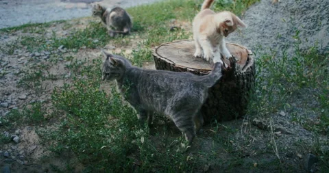 Young ginger kitten is playing with his parents. Stock Footage 207969811