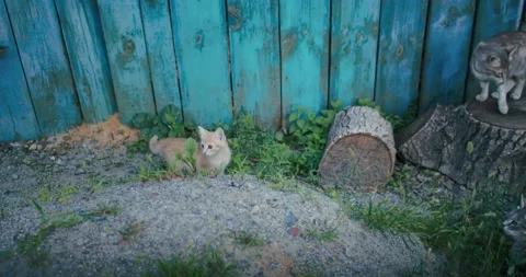 Young ginger kitten is playing with his parents. Stock Footage 207972209