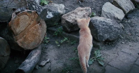 Young ginger kitten is playing with his parents. Vídeos de archivo 207973682