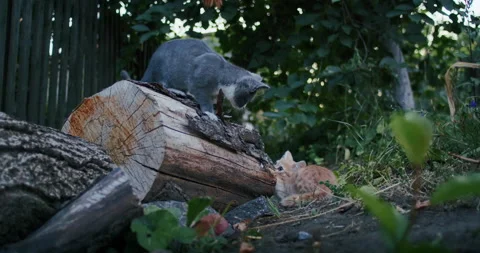 Young ginger kitten is playing with his parents. Stock Footage 207974698