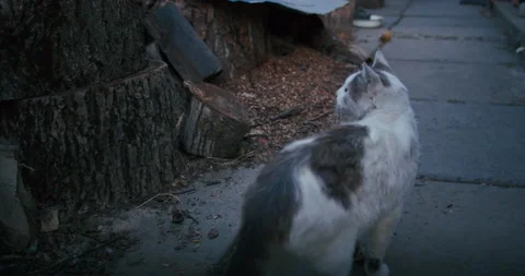 Young ginger kitten is playing with his parents. Stock Footage 207975118