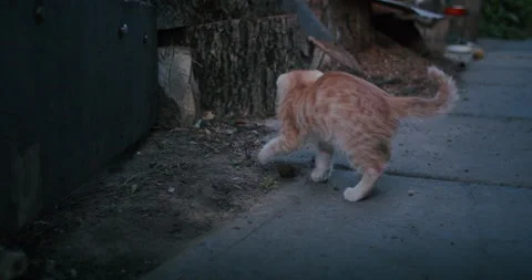 Young ginger kitten is playing with his parents. Stock Footage 207976419
