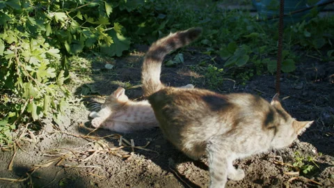 Young ginger kitten is playing with his parents. Stock Footage 207979275