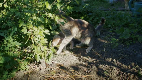 Young ginger kitten is playing with his parents. Stock Footage 207979460