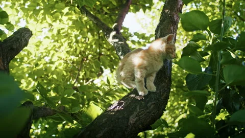 Young ginger kitten is playing with his parents. Stock Footage 207983823