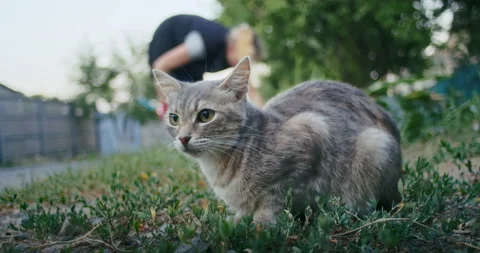 Young ginger kitten is playing with his parents. Stock Footage 217410386
