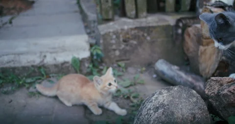 Young ginger kitten is playing with his parents. Stock Footage 217411387