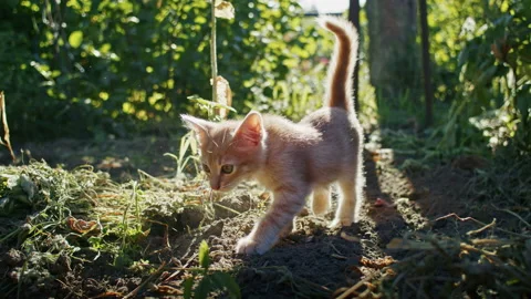 Young ginger kitten is playing with his parents. Stock Footage 217411899
