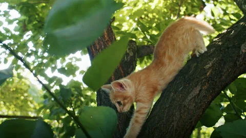 Young ginger kitten is playing with his parents. Stock Footage 217412964